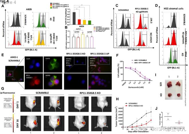 CRISPR篩選技術在多發(fā)性骨髓瘤治療靶點研究中的作用(圖5)