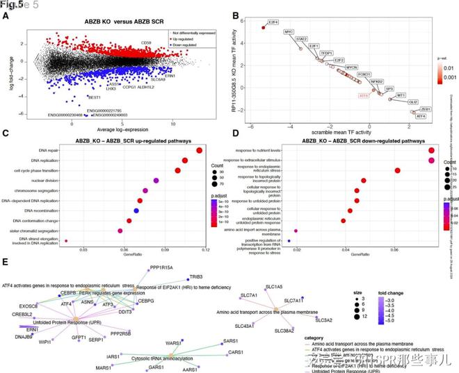 CRISPR篩選技術在多發(fā)性骨髓瘤治療靶點研究中的作用(圖6)