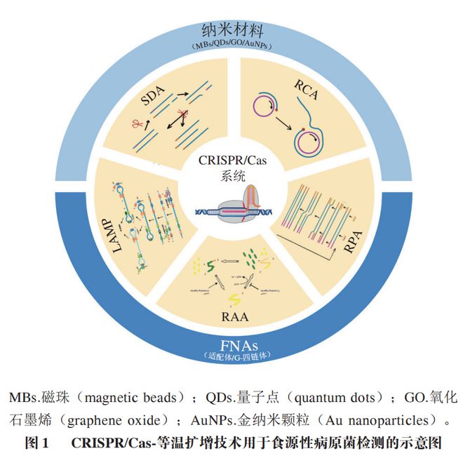 《食品科學(xué)》：東北農(nóng)業(yè)大學(xué)張微副研究員等：CRISPRCas-等溫?cái)U(kuò)增技術(shù)在食源性病原菌檢測(cè)中的研究進(jìn)展(圖2)
