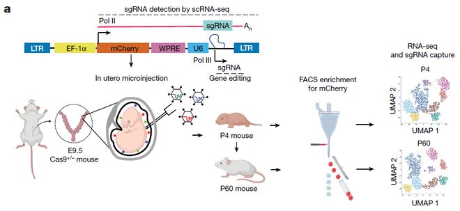 Nature丨體內單細胞CRISPR技術揭示腫瘤進化過程中不同的TNF程序(圖2)