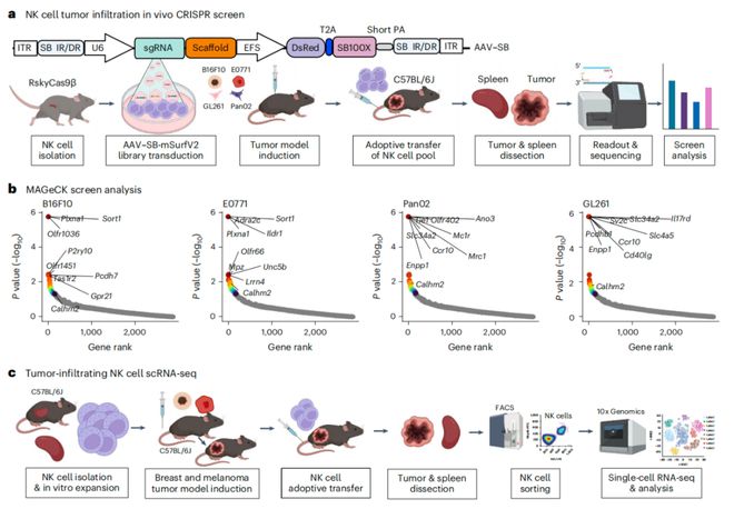 Nature子刊：陳斯迪葉露鵬團隊利用體內(nèi)AAV-睡美人CRISPR篩選技術(shù)發(fā)現(xiàn)NK細(xì)胞癌癥免疫治療新靶點(圖2)