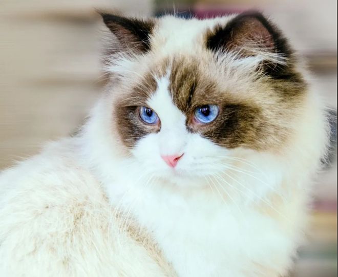 3萬買貓后續(xù)治療費(fèi)6萬法院判了！(圖2)