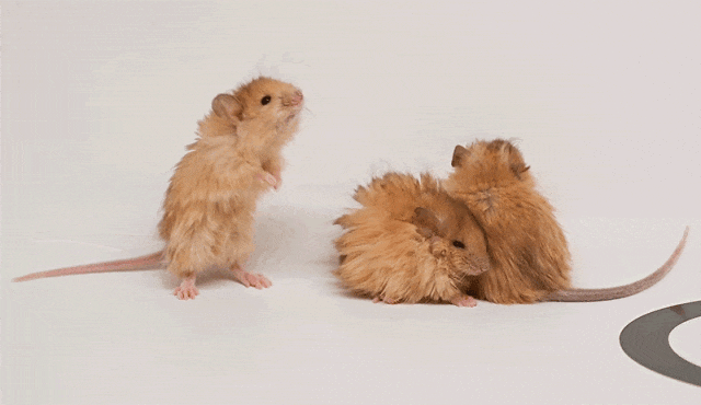 世界首次！喬治·丘奇團(tuán)隊(duì)“復(fù)活”已滅絕一萬多年的“冰原狼”計(jì)劃2028年復(fù)活猛犸象(圖5)