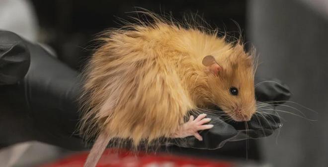 世界首次！喬治·丘奇團(tuán)隊(duì)“復(fù)活”已滅絕一萬多年的“冰原狼”計(jì)劃2028年復(fù)活猛犸象(圖4)