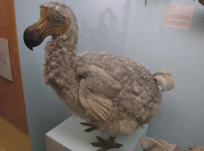 世界首次！喬治·丘奇團(tuán)隊(duì)“復(fù)活”已滅絕一萬多年的“冰原狼”計(jì)劃2028年復(fù)活猛犸象(圖7)