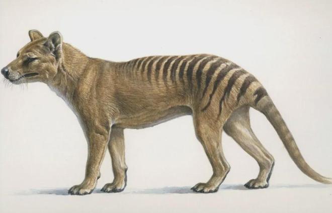 世界首次！喬治·丘奇團(tuán)隊(duì)“復(fù)活”已滅絕一萬多年的“冰原狼”計(jì)劃2028年復(fù)活猛犸象(圖8)