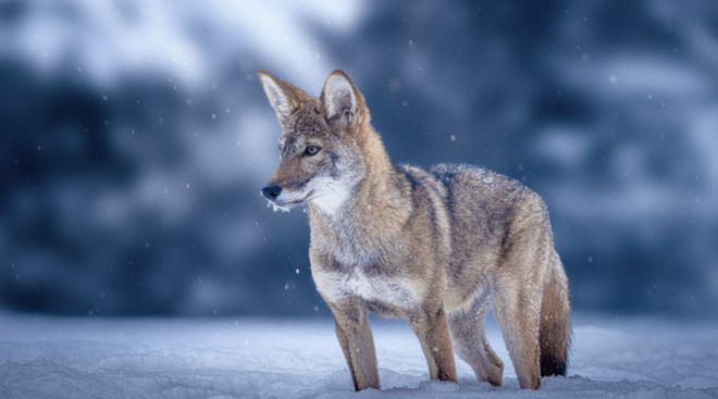 世界首次！喬治·丘奇團(tuán)隊(duì)“復(fù)活”已滅絕一萬多年的“冰原狼”計(jì)劃2028年復(fù)活猛犸象(圖9)