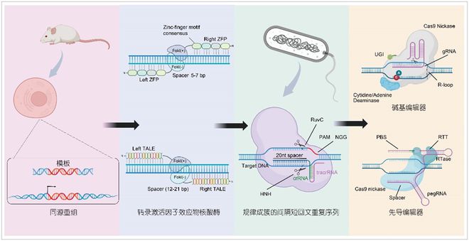 科學(xué)通報豬多能干細(xì)胞與基因編輯技術(shù)創(chuàng)新及應(yīng)用(圖2)