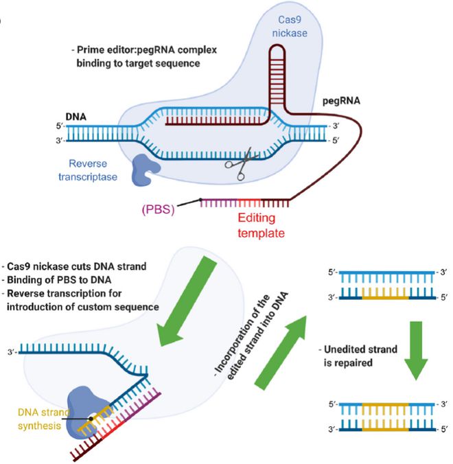 Cell｜CRISPR基因編輯技術(shù)的過去、現(xiàn)在和未來(圖5)