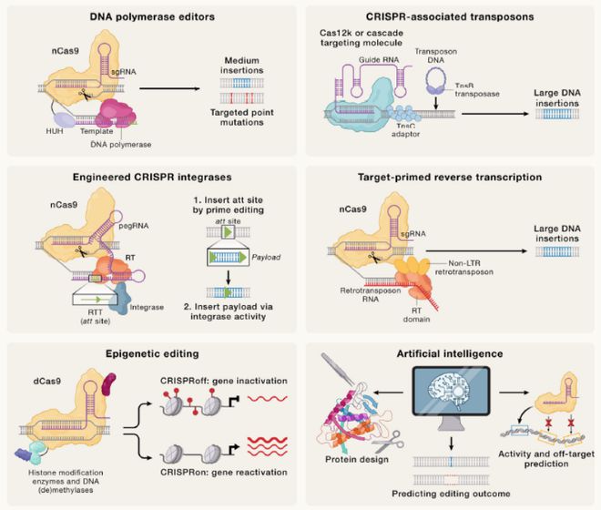 Cell｜CRISPR基因編輯技術(shù)的過去、現(xiàn)在和未來(圖7)