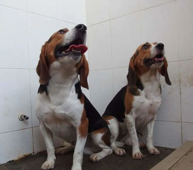 CRISPR技術(shù)及其應用CBInsights深度解析(圖4)