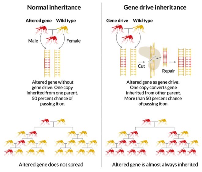 CRISPR技術(shù)及其應用CBInsights深度解析(圖8)