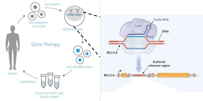 5年新生！邦耀生物全球首例CRISPR治愈β0β0型重度地貧患兒健康生活超5年(圖3)